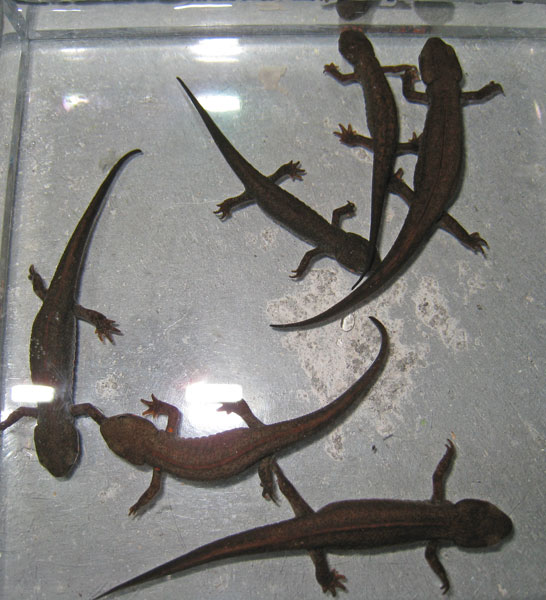 CC. cyanurus - the 6 darkest specimens from 2010 breeding - dorsal view.