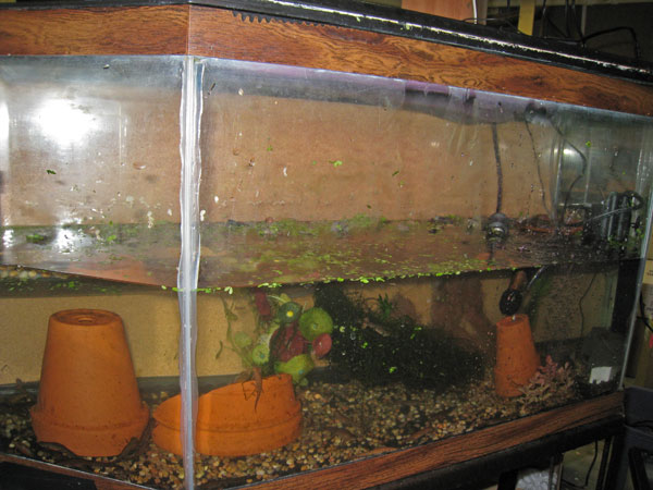 Cc mass tank