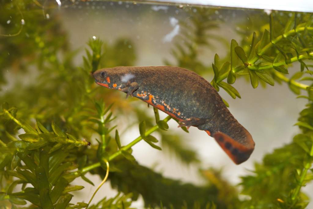 ccyanurus adult3 (2) copy