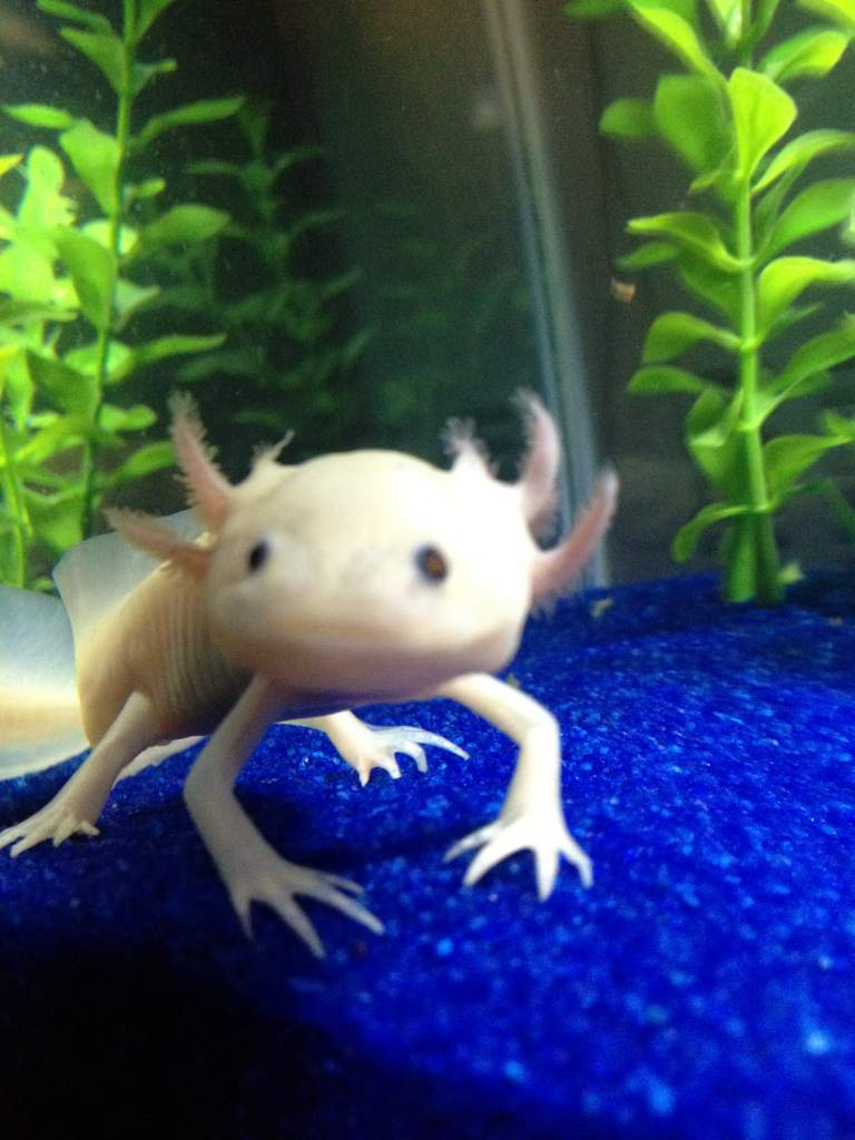 Cecil