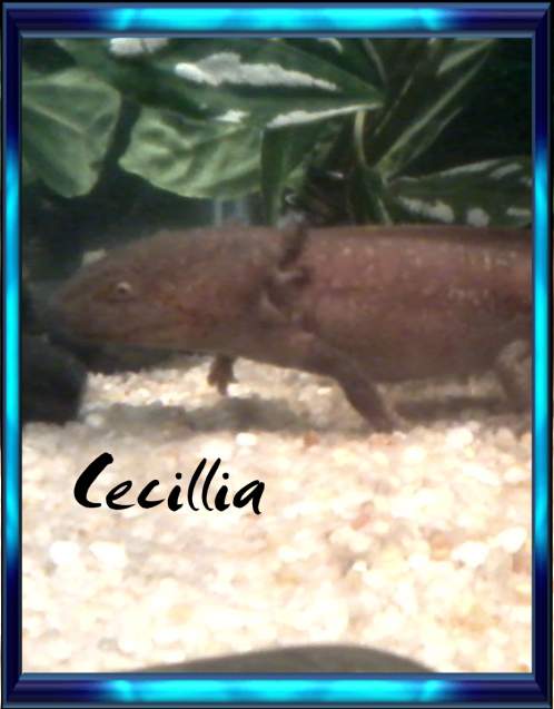 cecillia
