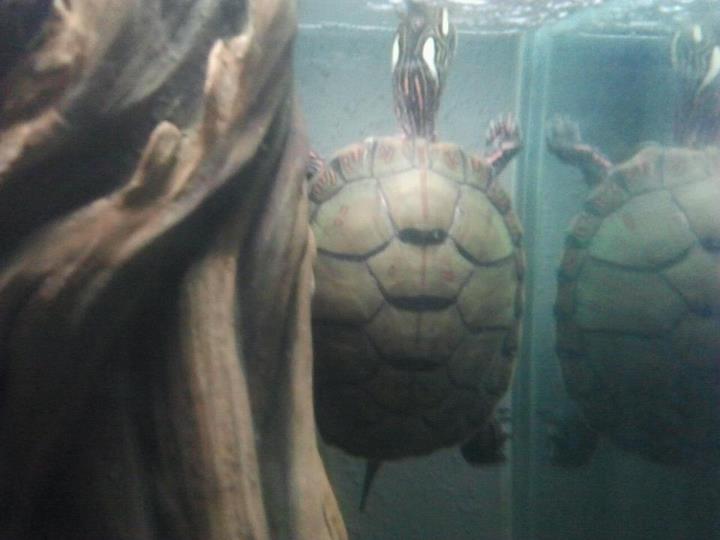 cedric the turtle