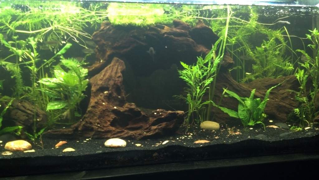 Center cave area. Bottom is dug out below, using Styrofoam covered in Dry-lock to support the driftwood's weight. Top is shaped like a bowl. I have a 