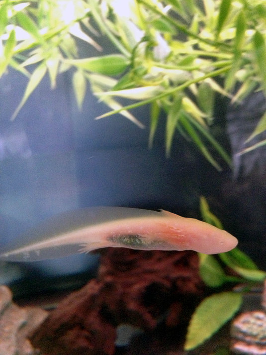 Cersei - Golden Albino