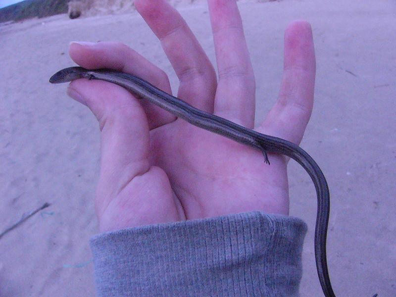 Chalcides striatus
