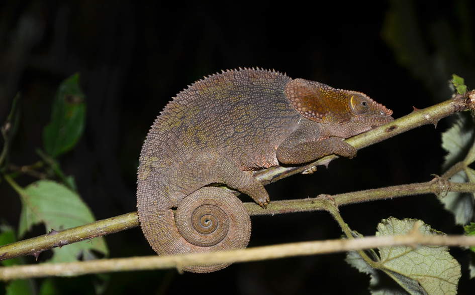 chameleon at night