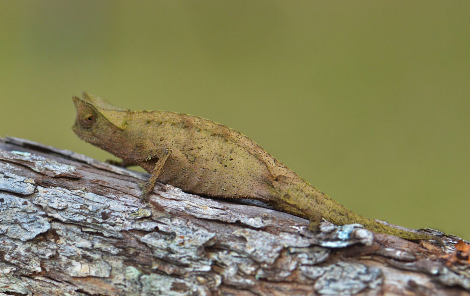 Chameon Brookesia superciliaris 2011