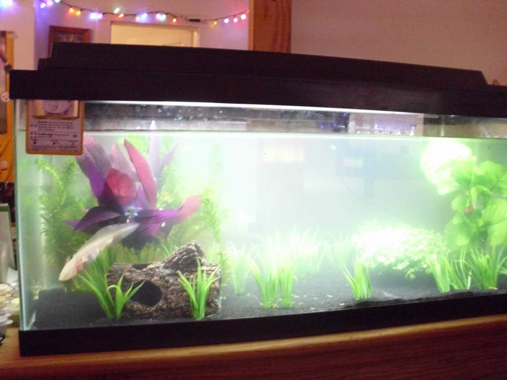 Chansey's Crib