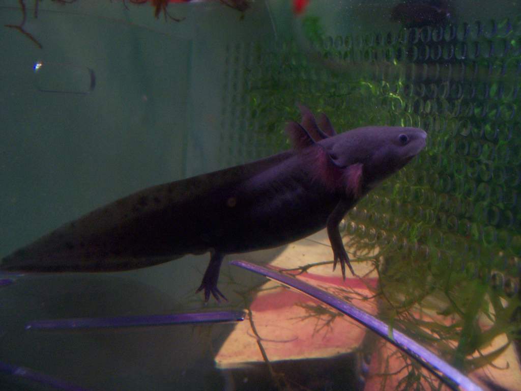 charlie in shower caddy 7.28.20