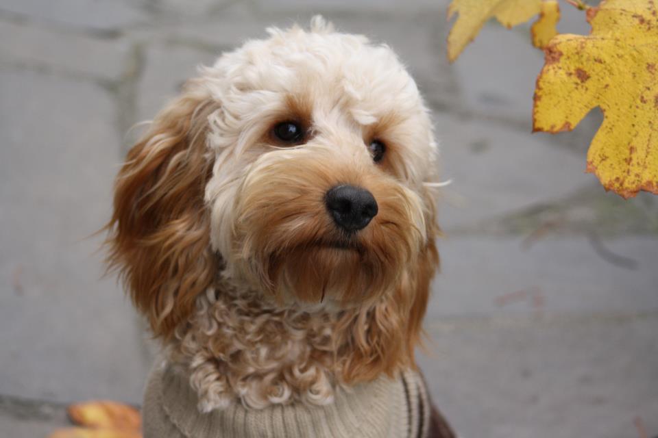 Charlie the Spoodle