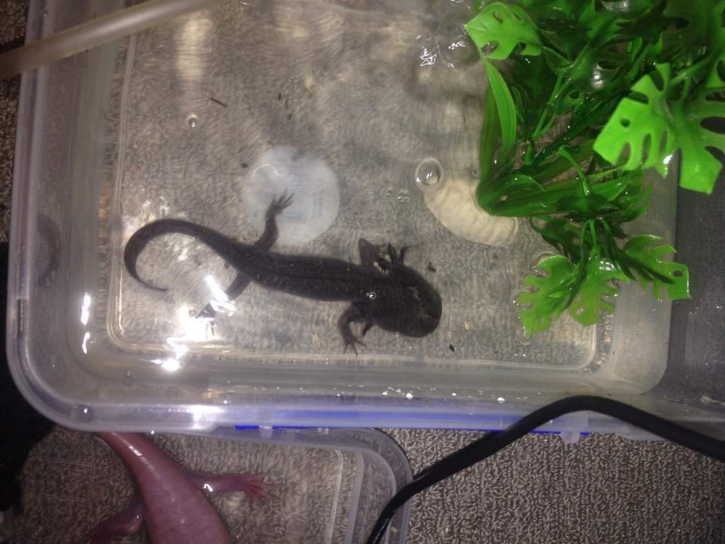 Charlie, trying to feed a fridges axolotl is not easy!