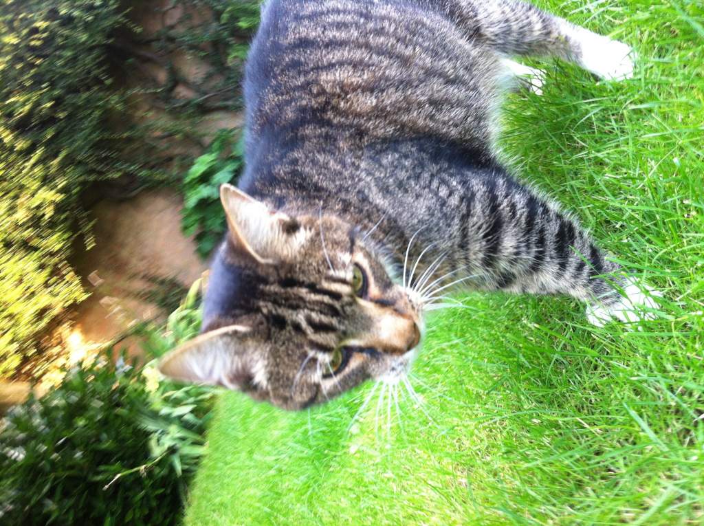 Charlie