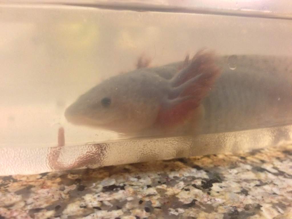 Chasin down a tiger worm