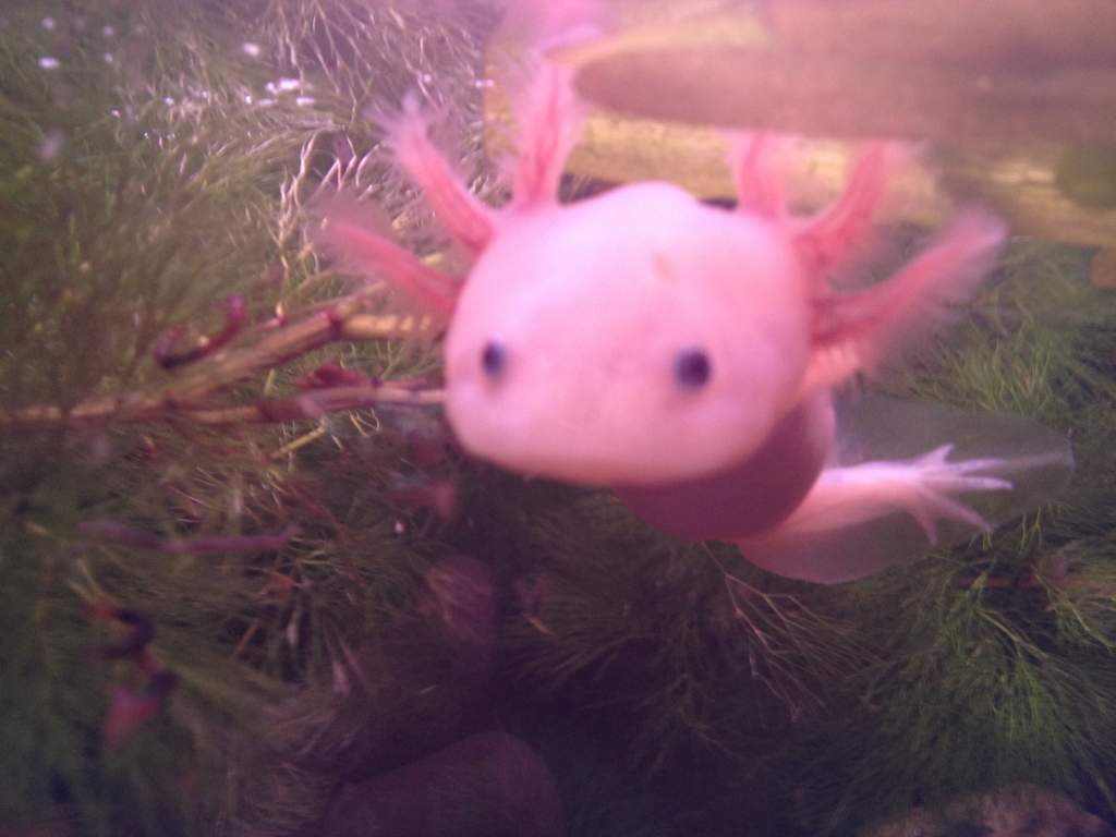 chasing daphnia