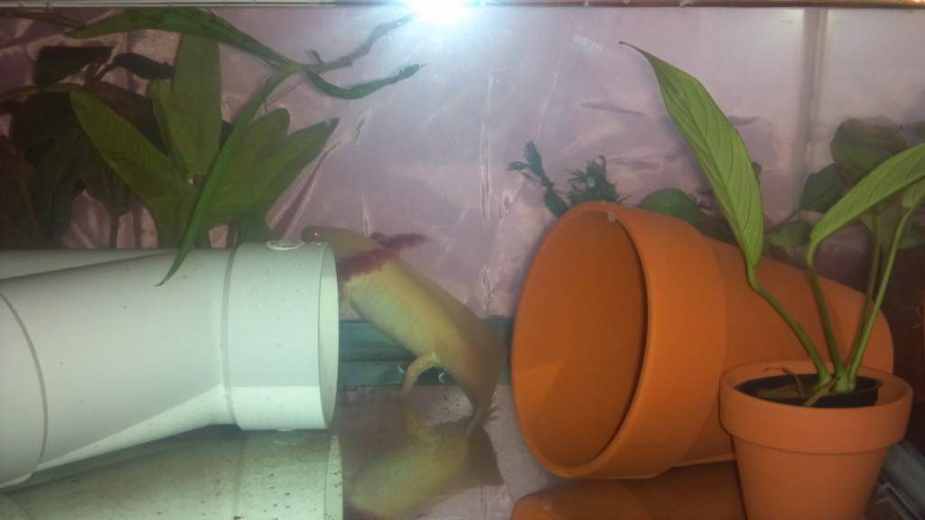 checking out his new home, making sure its up to code