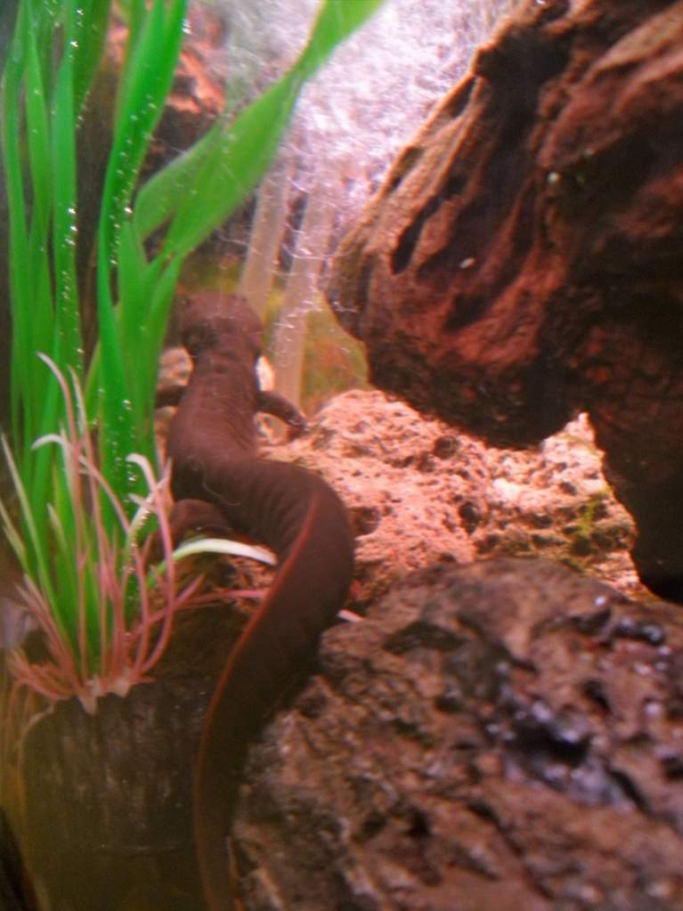 Checking out the airstone.  "Ooooo, moving water for a change!"