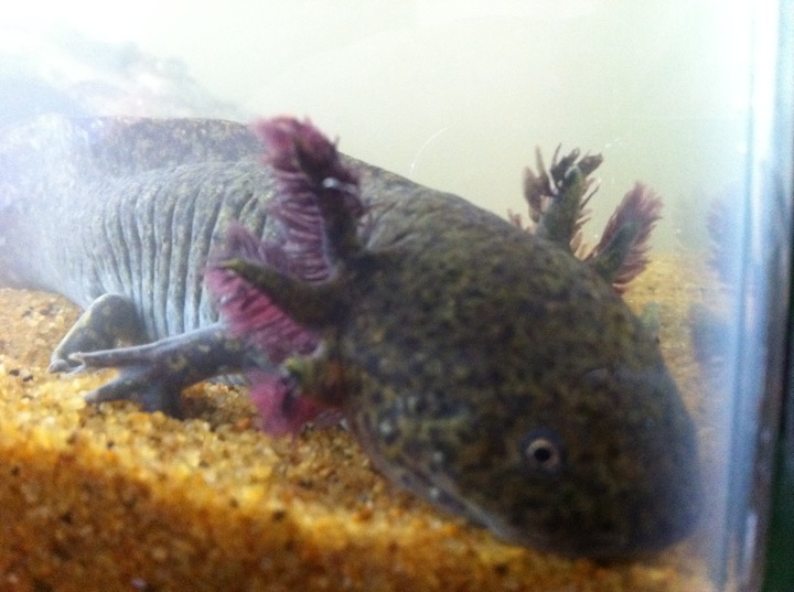 Chef :) Loving the coloration in his fins with the purple