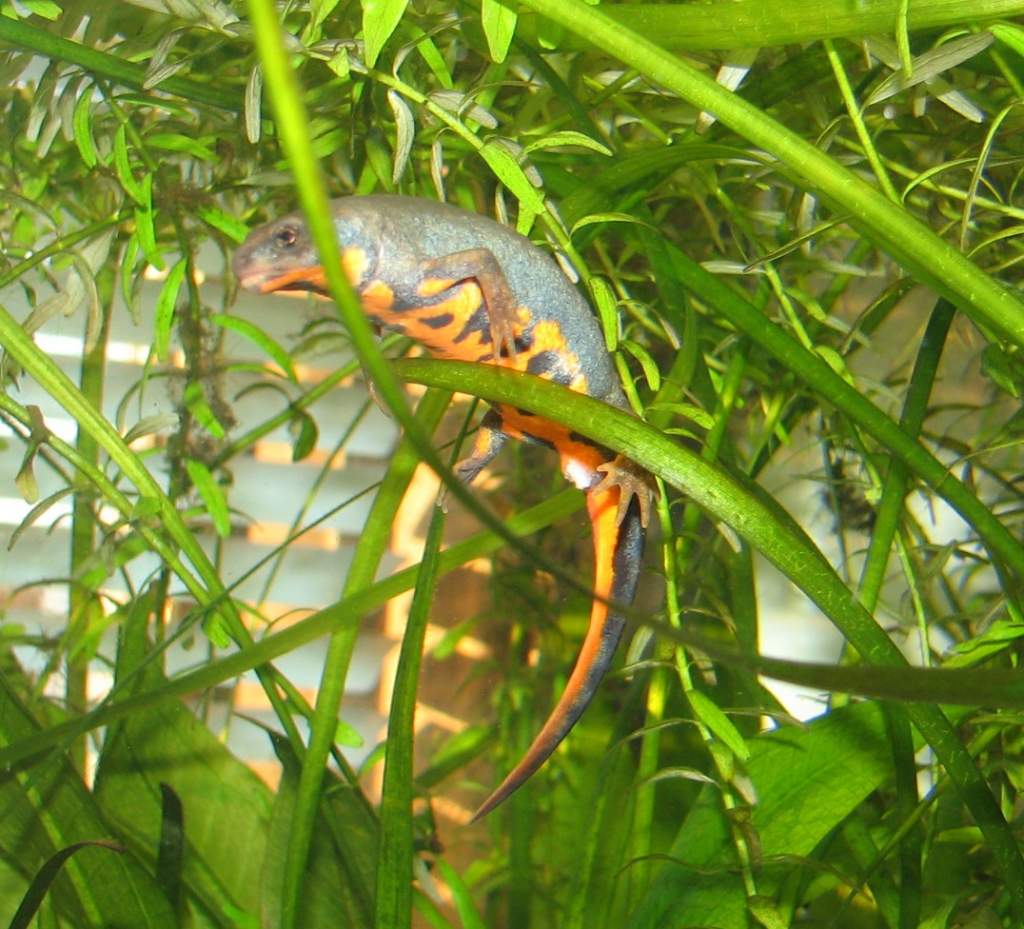 chenggongensis female. there's a spermatophore stuck to her cloaca