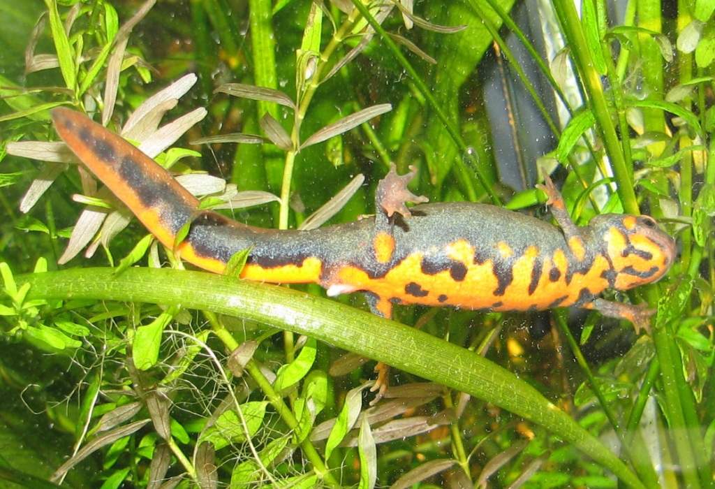 chenggongensis female with spermatophore stuck to her cloaca