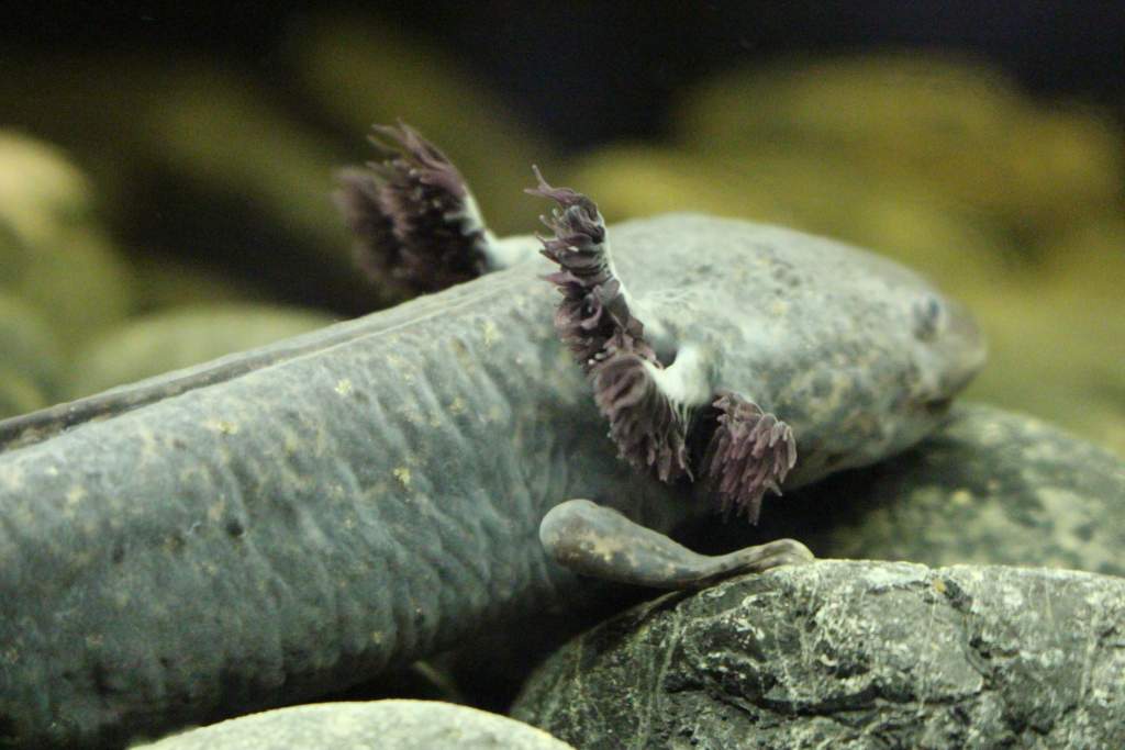 Cherlie with his gills growing back nice :)