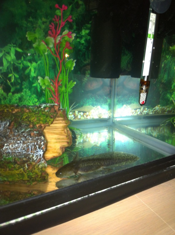 Chernobyl investigating his new home