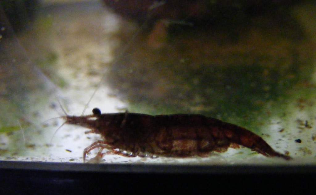 cherry shrimp