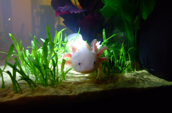 Chester in his new jungle. Rarrgh!