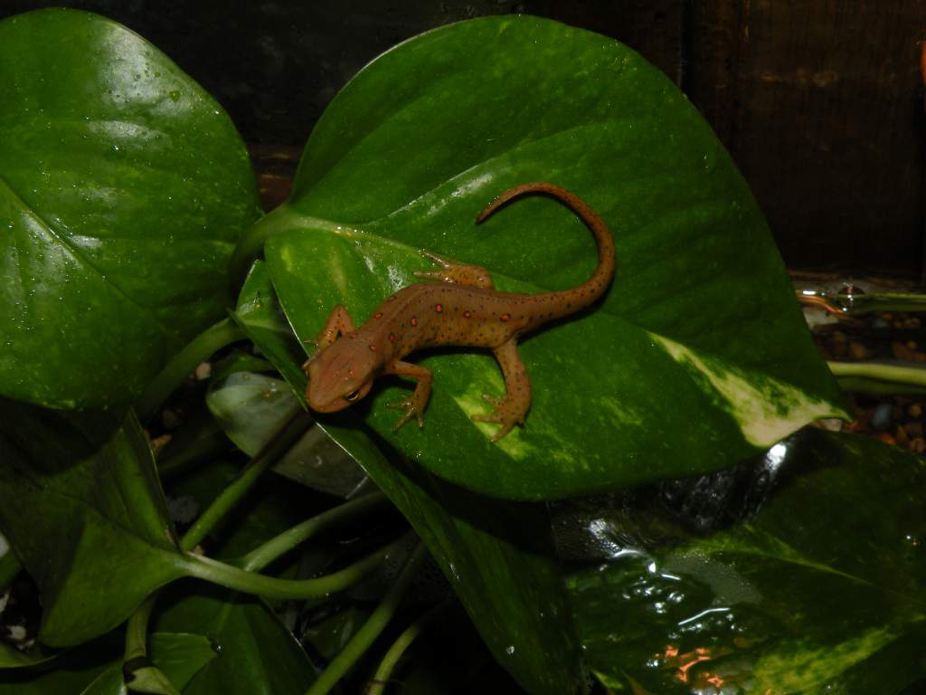 Chillaxin on a leaf.