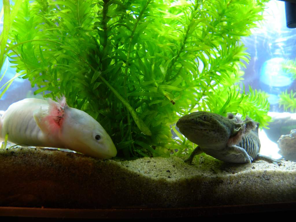 Chillaxing together, I love them so much <3