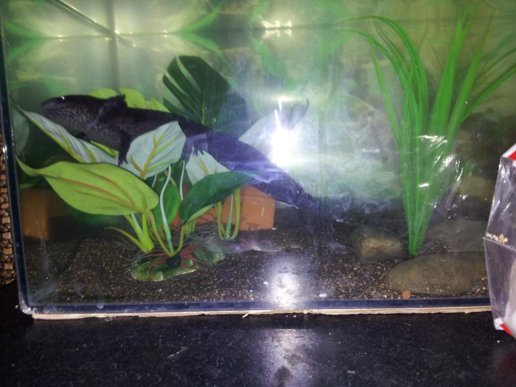 Chillin on the plant
