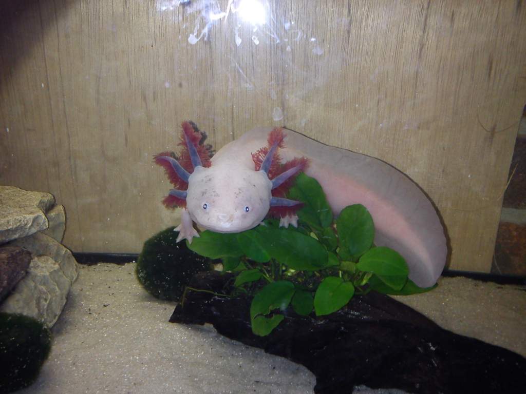 chilling on the anubias