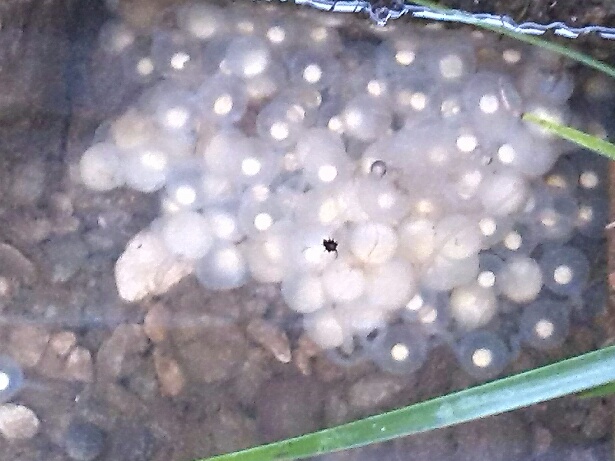 Chinese giant salamanders' eggs