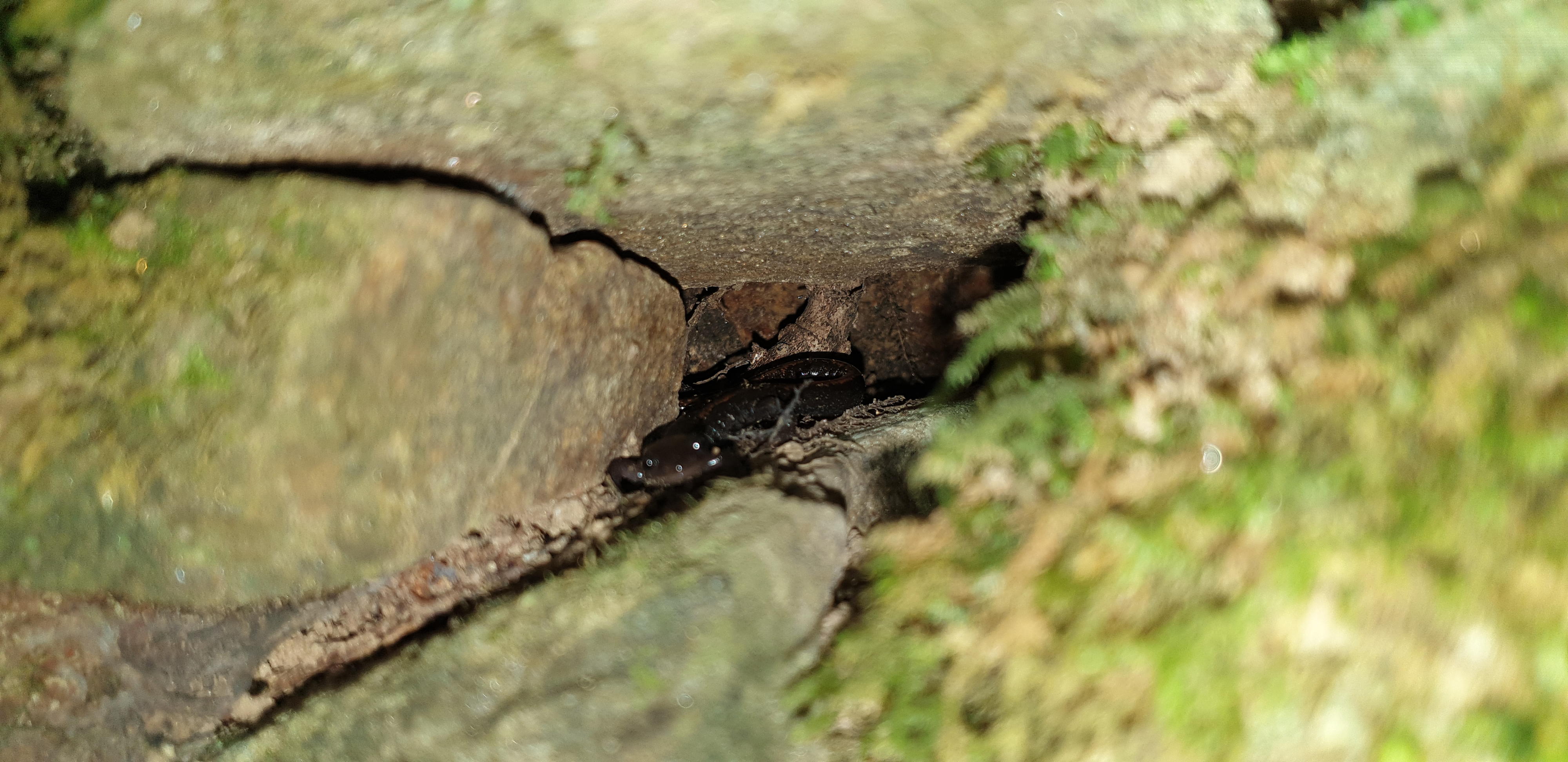 Chioglossa lusitanica