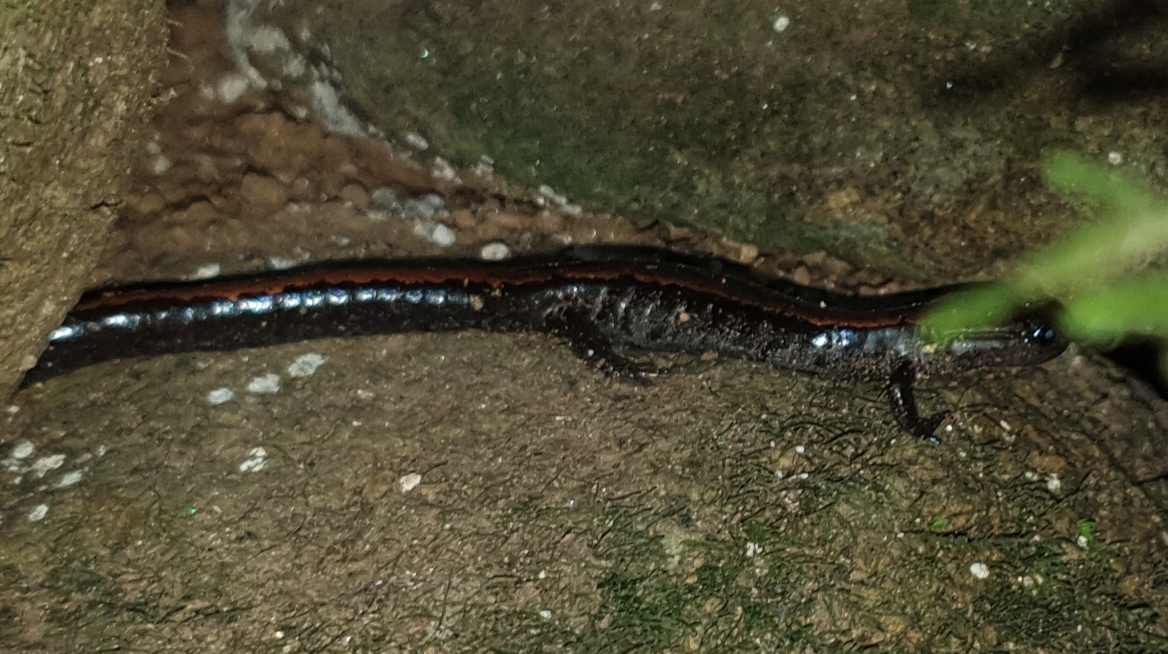 Chioglossa lusitanica