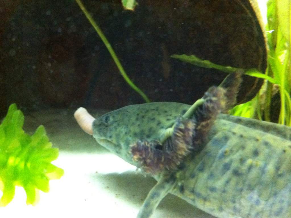 Cho with a worm