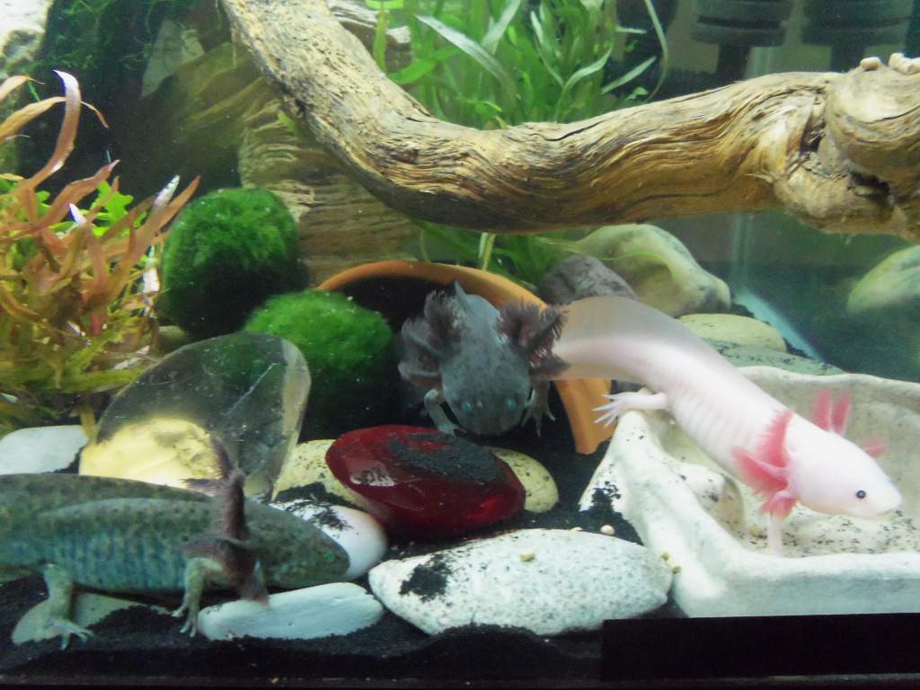 chow time