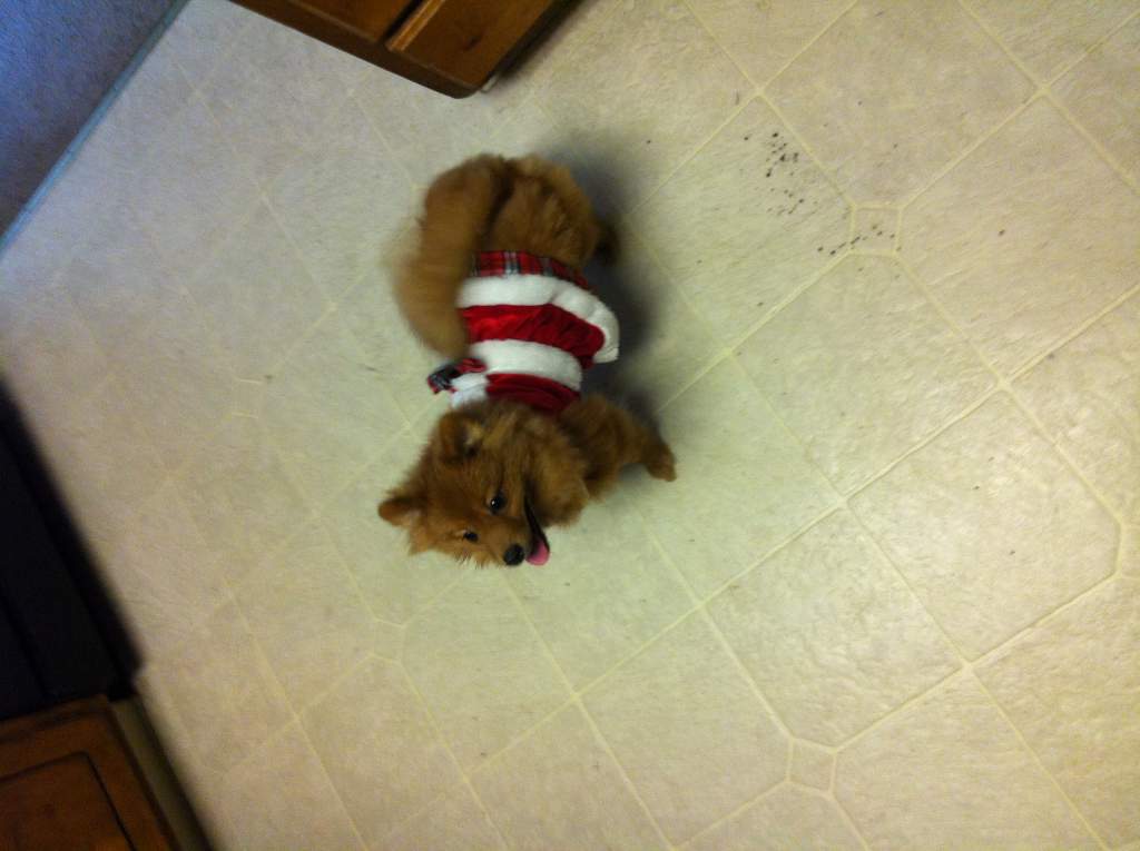 Christmas Bunny!
