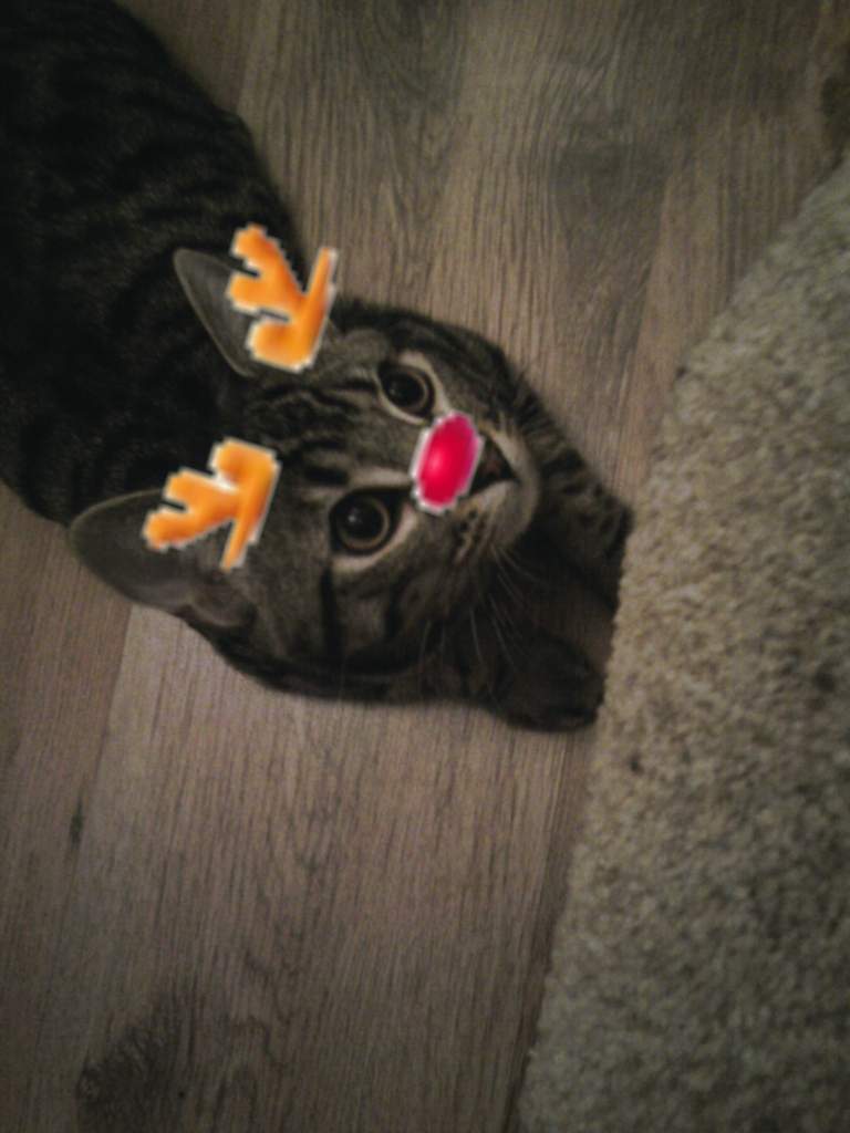 Christmas pic!