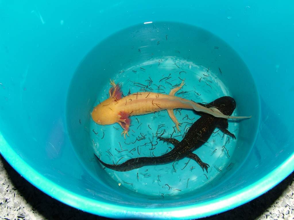 Chrysta and Dillon chillin with some blood worm while they slowly get introduced to the water from their temporary home & decontaminate.
Chrysta is a 