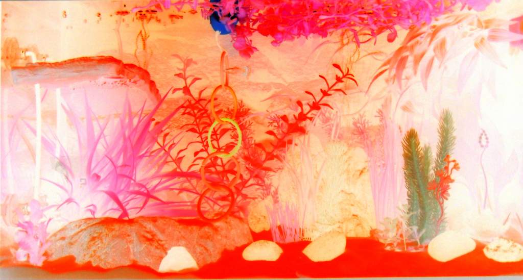 Chucked the camera into negative thought it looked pretty surreal n psycadellic!
