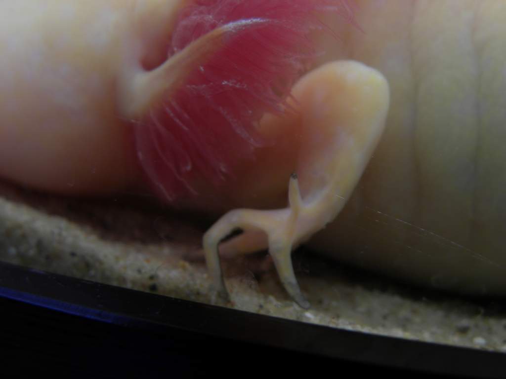 Claw hand :p