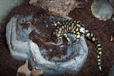 "Clay" finding dinner!