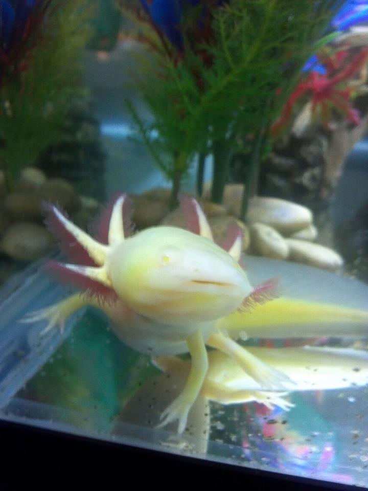 Cletus full grown