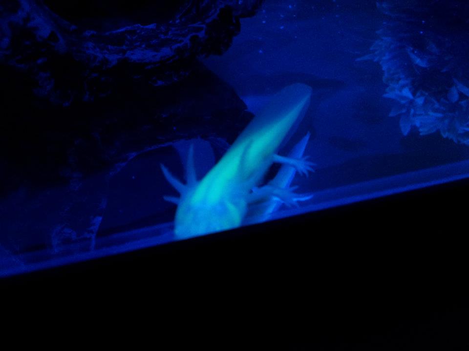 Cletus under the LED light