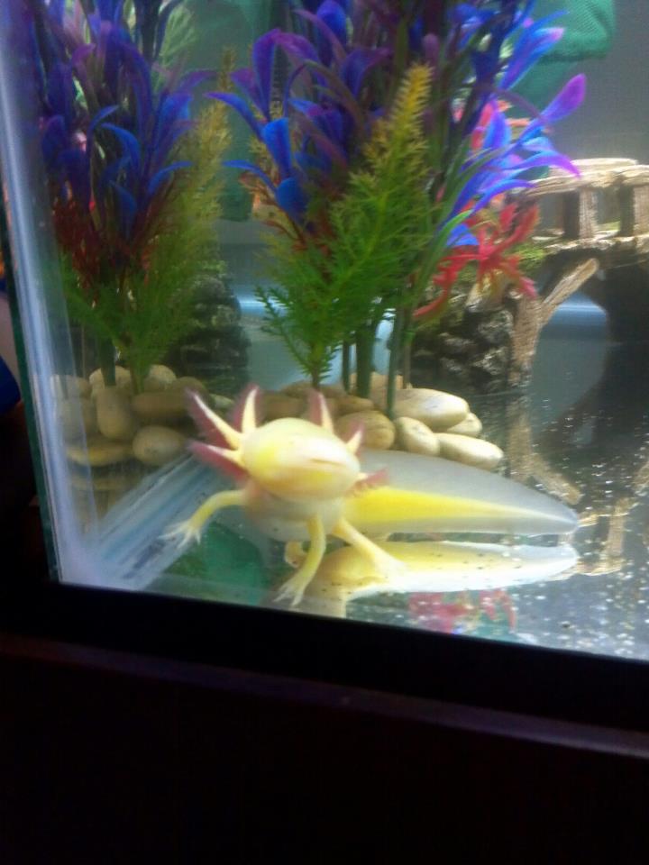 Cletus