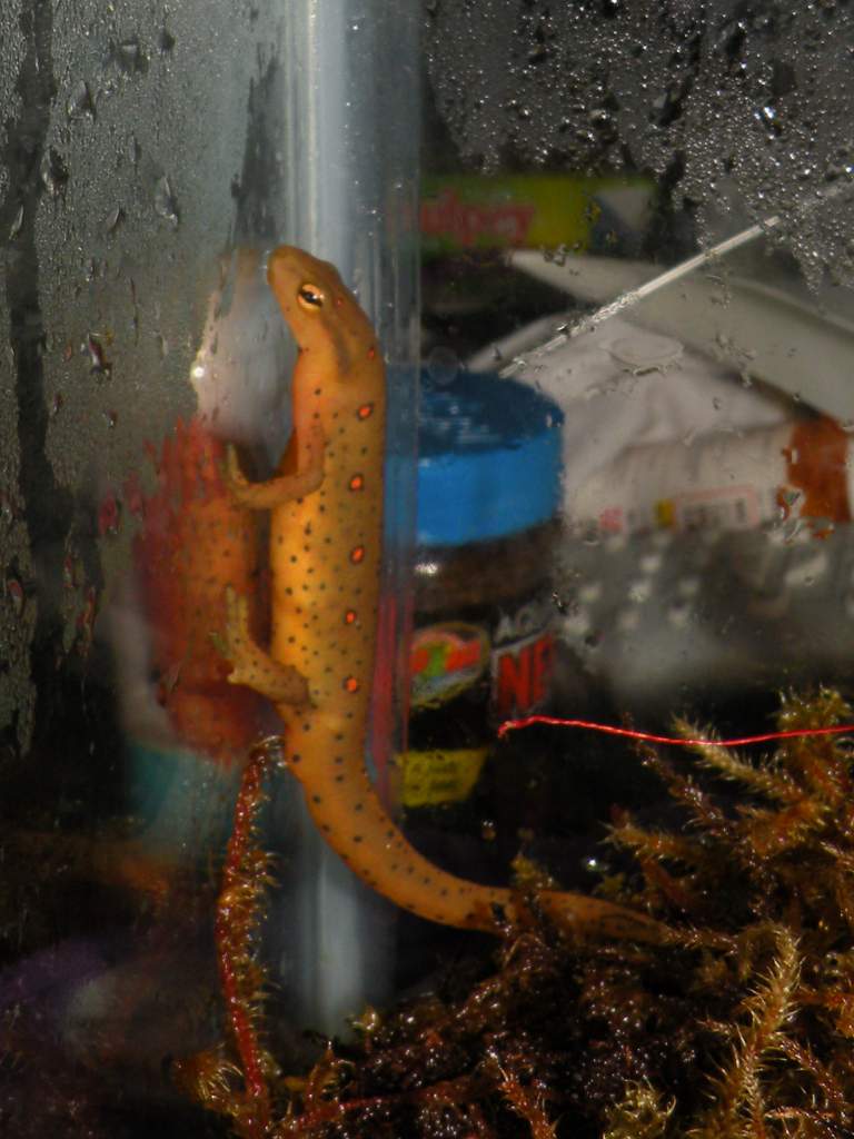 Climber