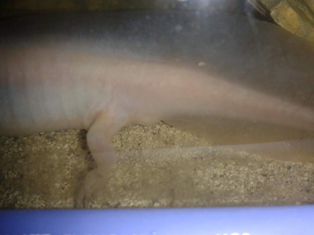 Cloaca