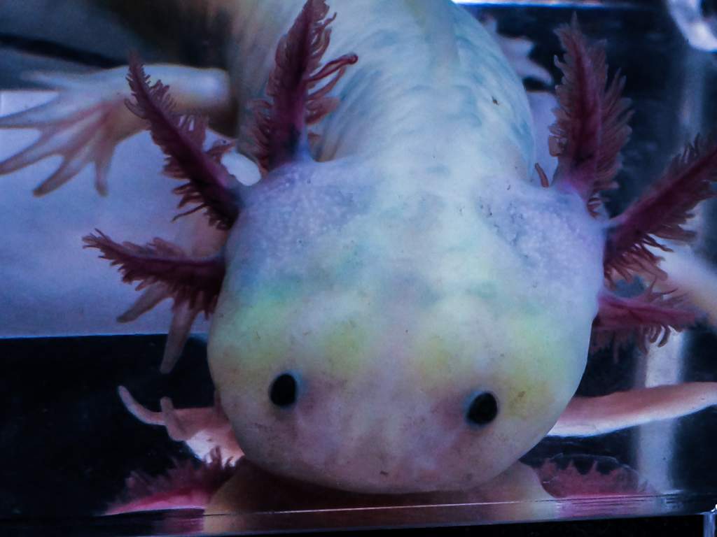 close of head