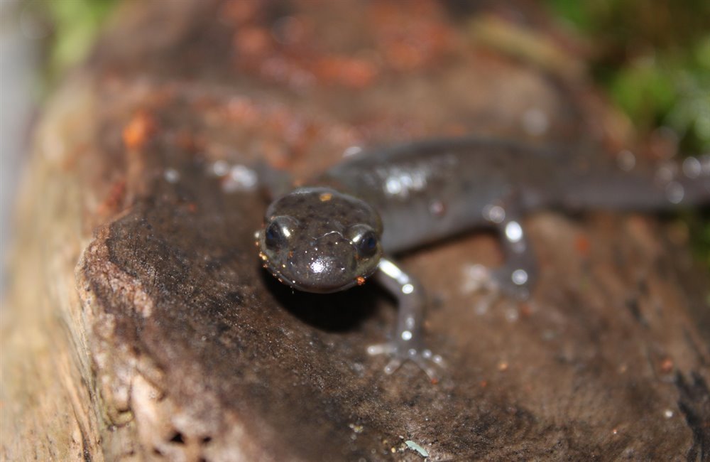 close up head on with my northwestern salamander