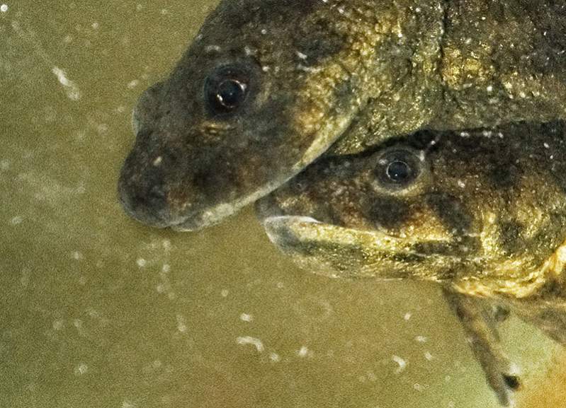 close up newts